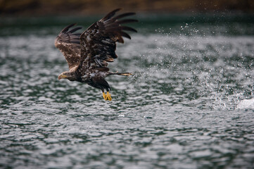Bald Eagle Fishign for Herring, Alaska