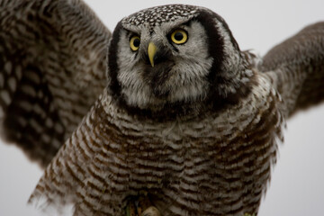 Boreal Owl, Denali National Park, Alaska