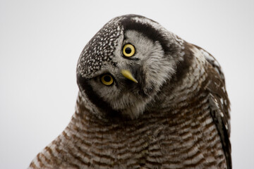 Boreal Owl, Denali National Park, Alaska