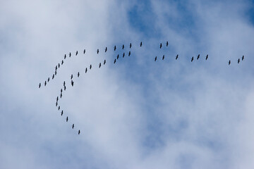 Sandhill Cranes in Flight, Denali National Park, USA