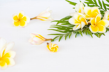 yellow flowers frangipani local flora of asia arrangement flat lay postcard style on background...