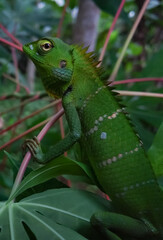 green lizard on a branch
