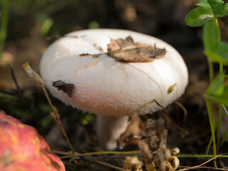 coral milky cap in autumn