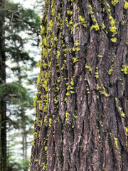 A close up of a Ponderosa Pine tree with patches of moss on its bark.