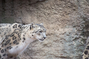 ユキヒョウ