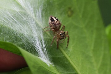 Sri Lanka - Spinne am Nest