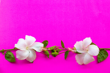 white flowers hibiscus local flora of asia arrangement flat lay postcard style on background colorful pink