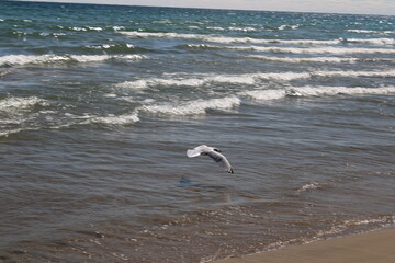 seagull in flight over the water