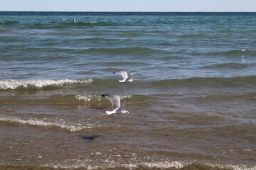 two seagulls in flight over the waves