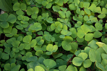 Natural texture and pattern. Closeup view of Trifolium repens, also known as White Clover, beautiful green leaves growing in the garden.