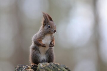 cute red squirrel sitting on the stump.  