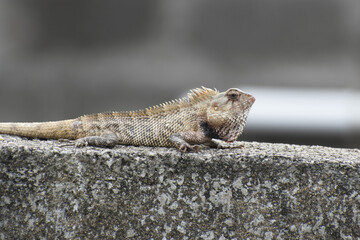 chameleon in wall