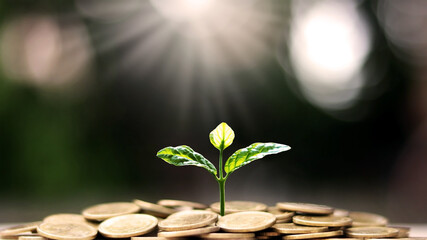 Plant a tree on coin pile with business ideas for finance, saving and economic growth.