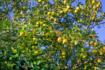 tree with appels