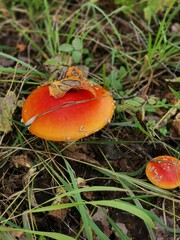 red mushroom in the forest