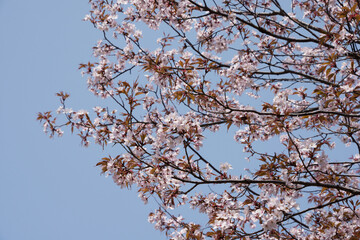 山桜
