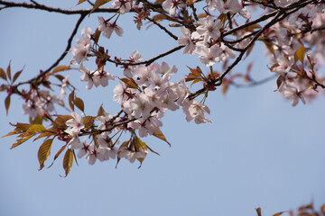 山桜