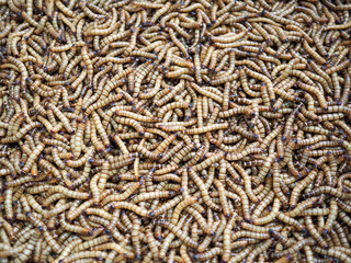 Many worms are used as bait and as food for animals.