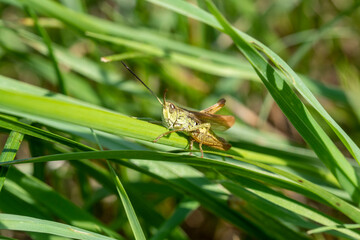 green grasshopper in the grass close-up. macro photo of an insect