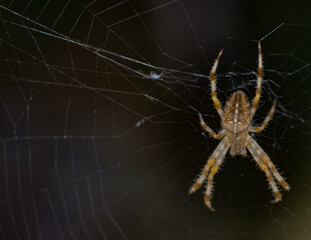 Close shot of a spider standing on its web.