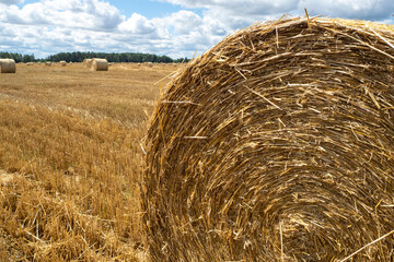 Haystacks on the field, close-up view. Bright yellow and golden Haystacks on agricultural field in sunny summer day.