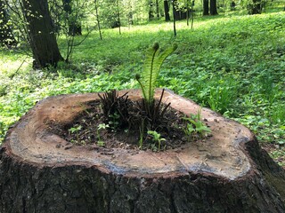 Obraz premium An old tree stump with a hole where the fern grows. Spring awakening of life in the forest
