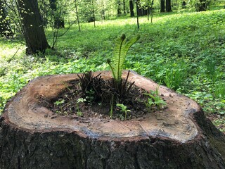 An old tree stump with a hole where the fern grows. Spring awakening of life in the forest