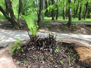 An old tree stump with a hole where the fern grows. Spring awakening of life in the forest