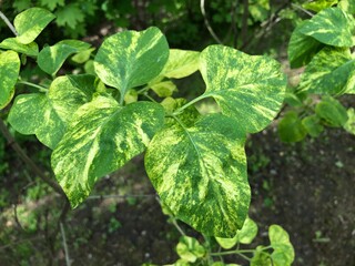 Leaves of Variegated lilac (syringa vulgaris Aucubifolia) in grenery. many shades of green