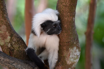 Cotton-top tamarin at Singapore Zoo
