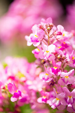 129 Best ヒメキンギョソウ Images Stock Photos Vectors Adobe Stock