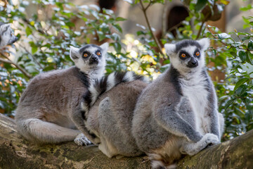 A Ring Tailed Lemur originated from Madagascar sitting in a tree