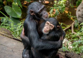 2 Chimpanzee hugging each other 