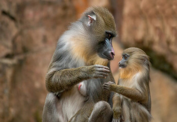 Mandrill Monkey is having a bonding moment with its son 