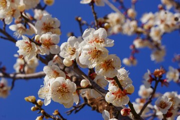 梅の花の画像を見ているだけでも甘い香りが漂ってきそう