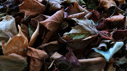 dry leaves in the ground