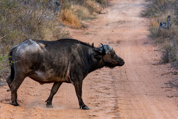 water buffalo