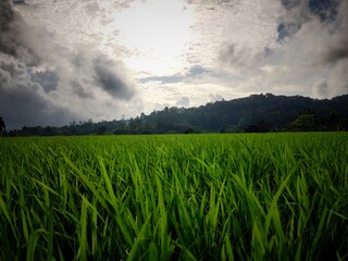 beautiful paddy field scene in coorg, India. Beautiful scenery of paddy field in the evenings.