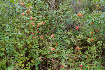 Wild rose bushes with red berries. Rosehip is a natural source of vitamin C.