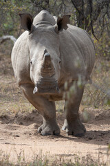 rhino in the wild
