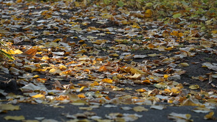 autumn leaves on the ground