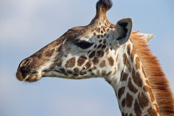 Giraffe (Giraffa camelopardalis), head in profile, Lake Naivasha area, Kenya.