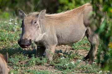 Common Wartbog (Phacochoerus africanus), young adult, Lake Naivasha area, Kenya.