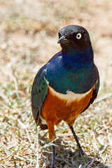 Superb Starling (Lamprotornis superbus), Maasai Mara, Kenya.