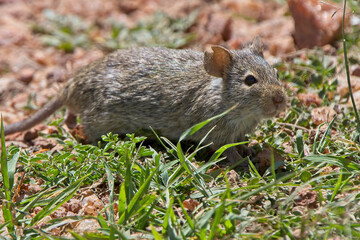Naklejka na ściany i meble Grass Rat (bush rat)(Arvicanthis sp), near Nakuru, Kenya.