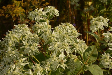 Euphorbia marginata on a blurred background with empty space