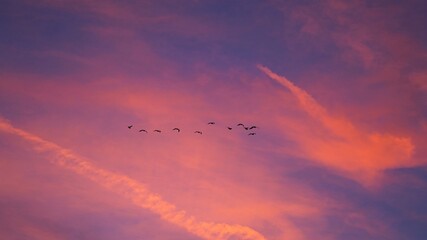 amazing birds flying in colourful sky