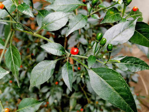 Closeup Of Red Deadly Nightshades On A Plant