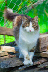 cute ragdoll cat outdoor in nature looking at camera. focus on the head