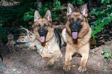Two German Shepherd dogs lie together in the forest, sunlight shines on the dog's heads, the tongues sticking out of their mouths. Green leaves in the background